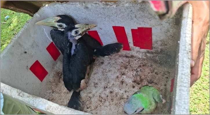 কাপ্তাইয়ে বিপদগ্রস্ত ধনেশ পাখি উদ্ধার